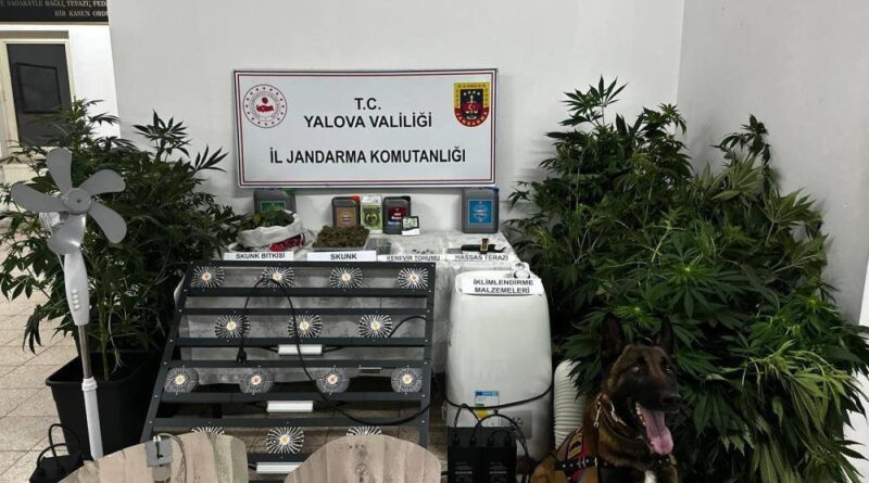 Yalova'da evinde uyuşturucu yetiştiren şüpheli tutuklandı 1